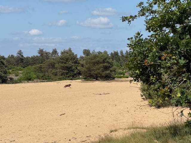 Photo 22 of Nieuw Milligenseweg 53-A38
