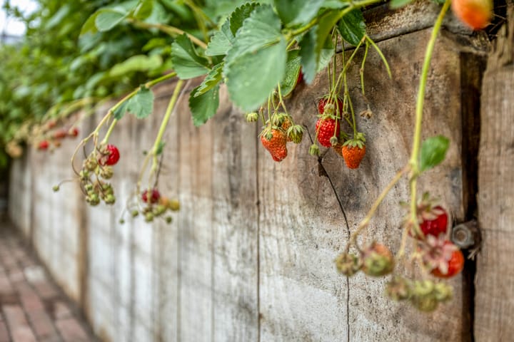 Foto 44 van Zwaluwstraat 35