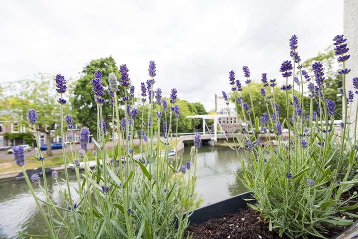 Foto 48 van Wolvenstraat 58