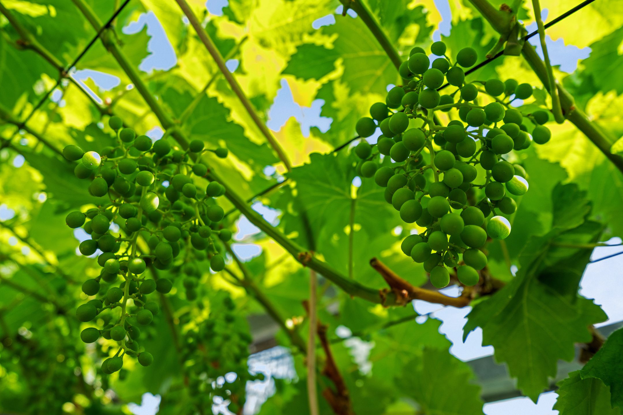 Foto 33 van Druivenstraat 37