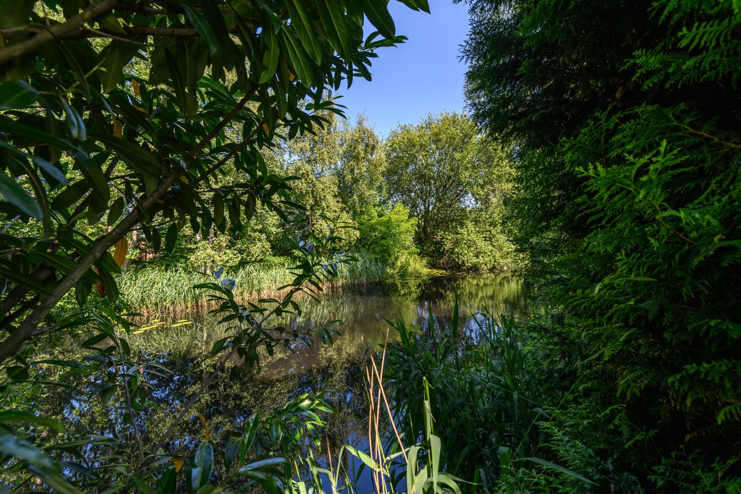 Foto 49 van Lindenlaan 18