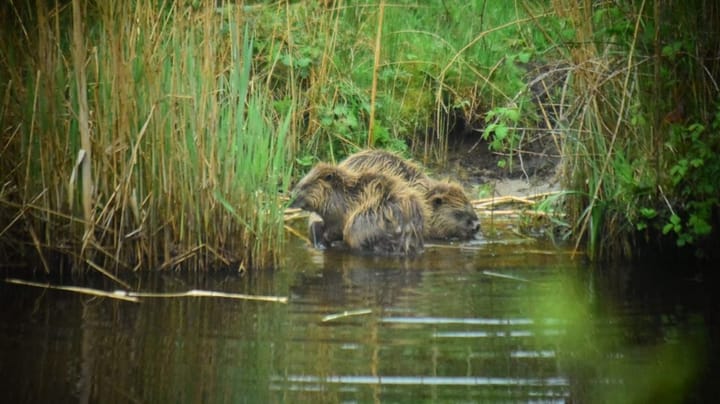 Foto 41 van Oeverlanden 37