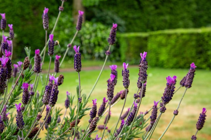 Foto 35 van Anholtseweg 49