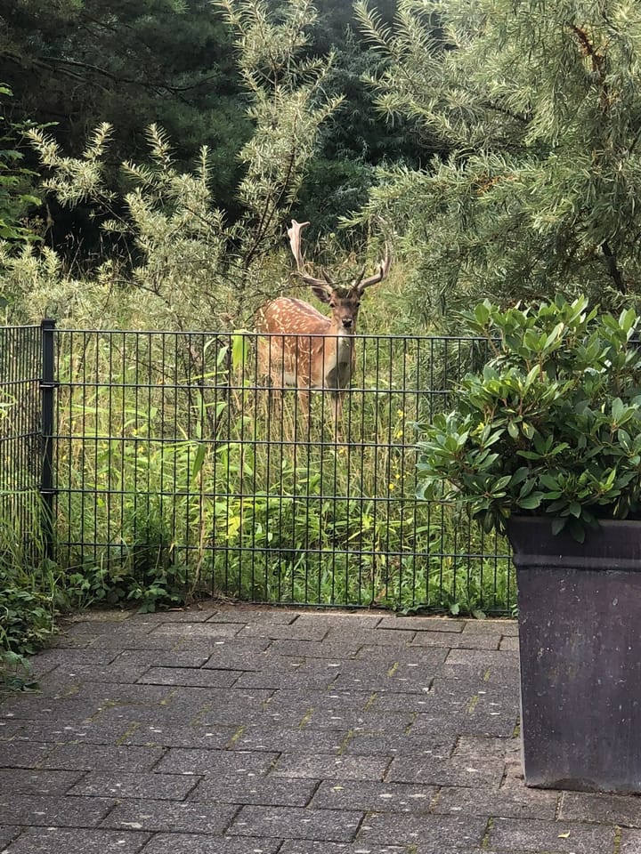 Foto 33 van Groot Berkenbos 24