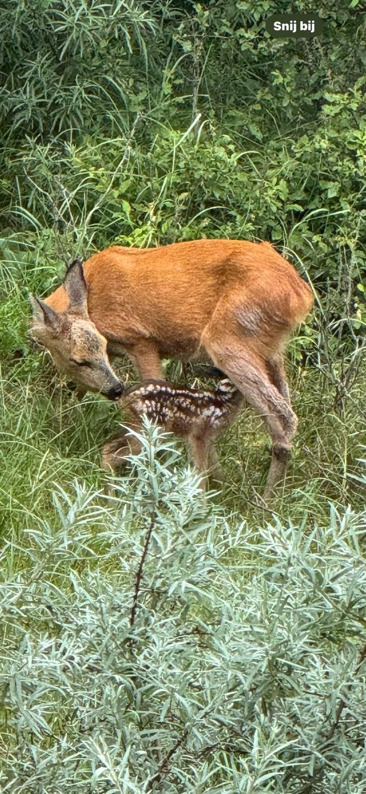 Foto 34 van Groot Berkenbos 24