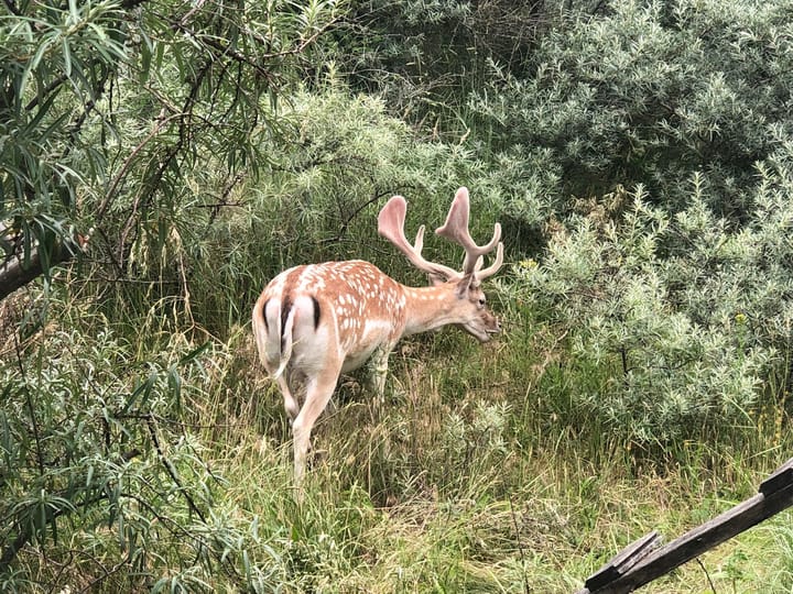 Foto 35 van Groot Berkenbos 24