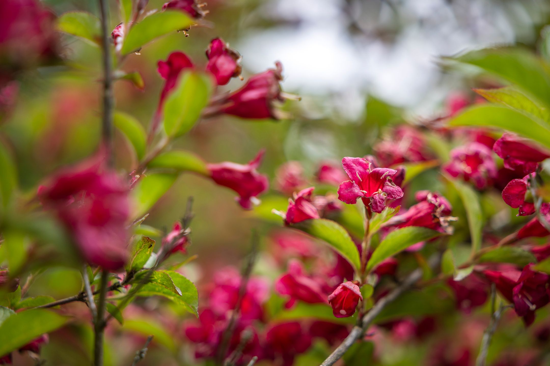 Foto 42 van Wethouder M. van Doorninckweg 23