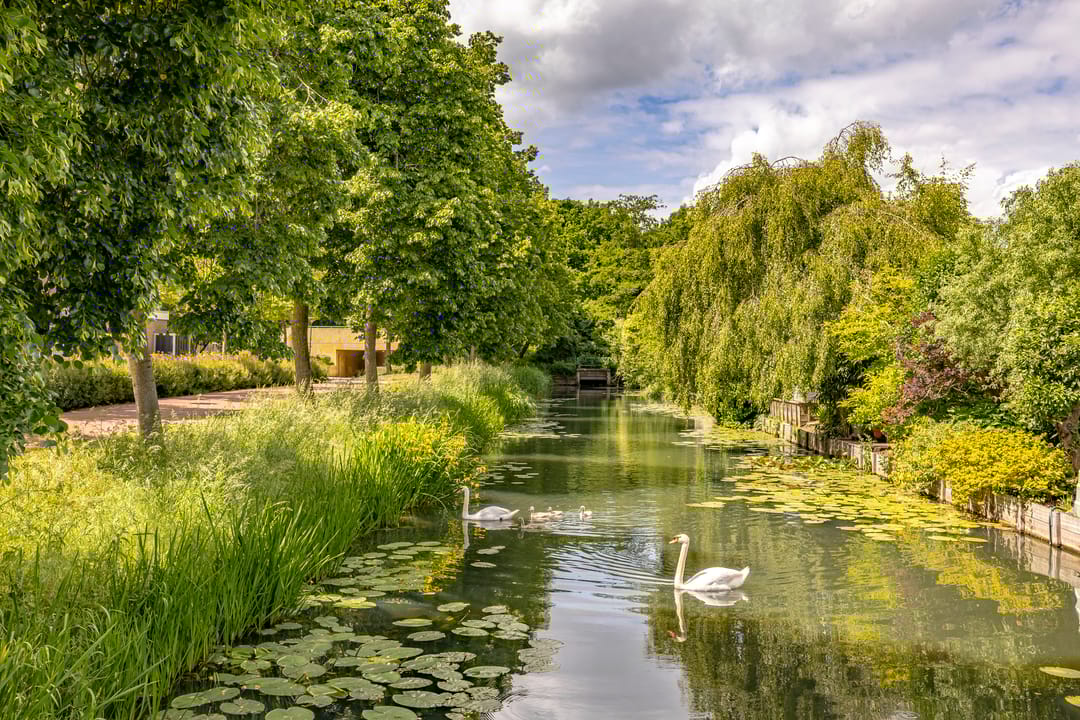 Foto 26 van Zebraspoor 239