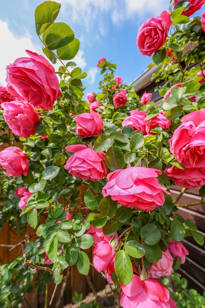 Foto 38 van Jozef Israëlslaan 15