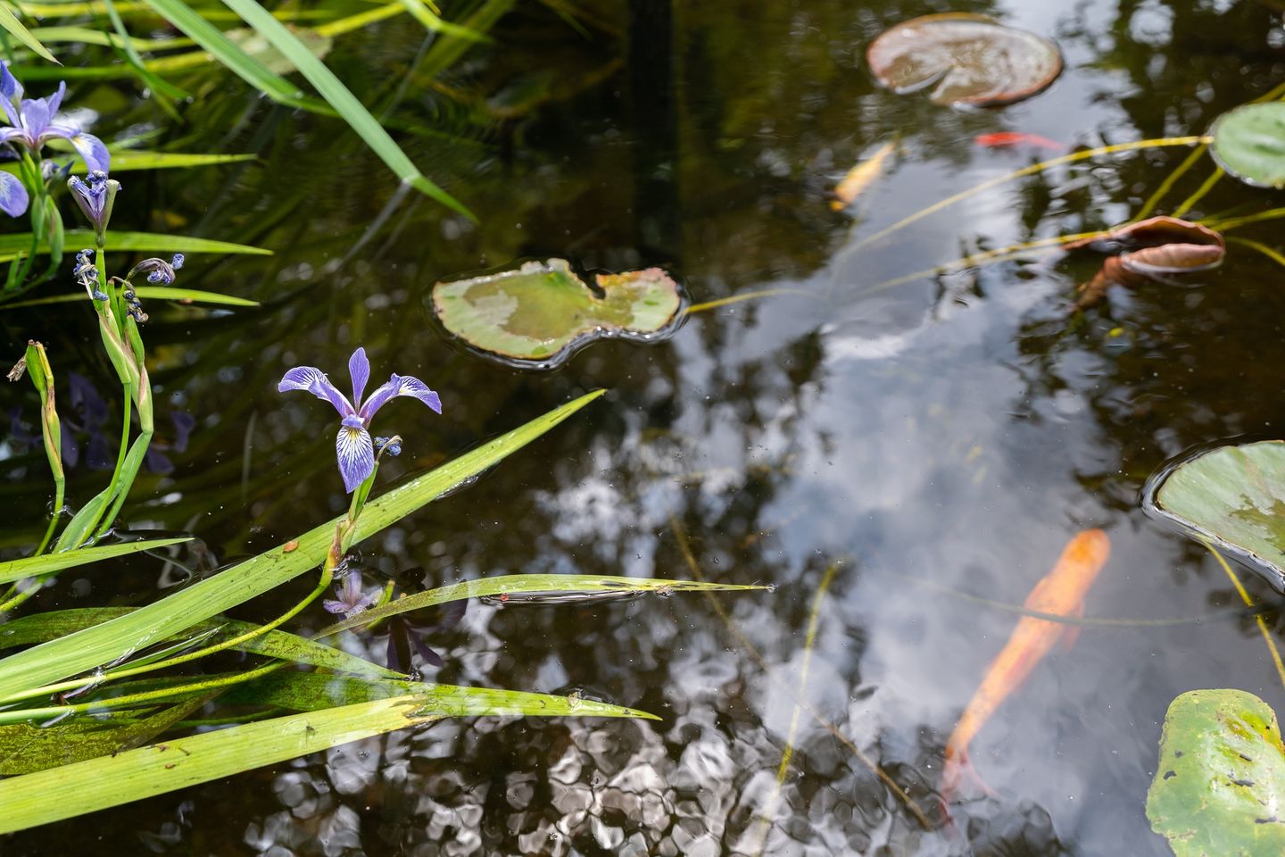 Foto 40 van Krammer 5