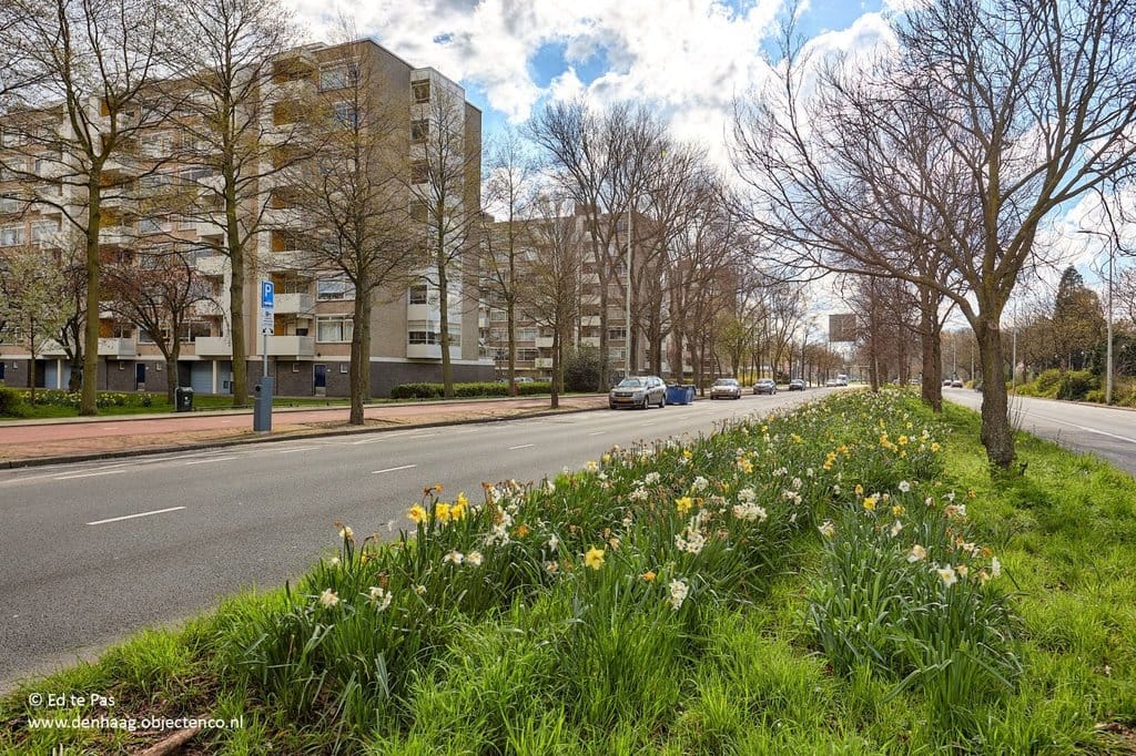 Photo 29 of Suzannaland 452