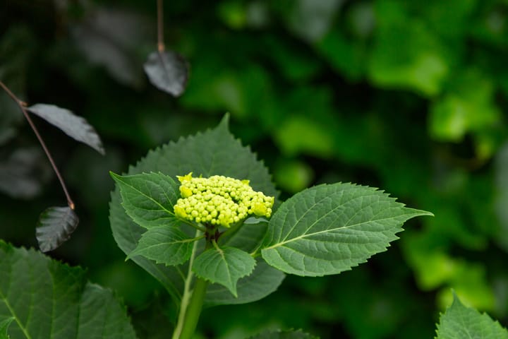 Foto 56 van Lariksstraat 24