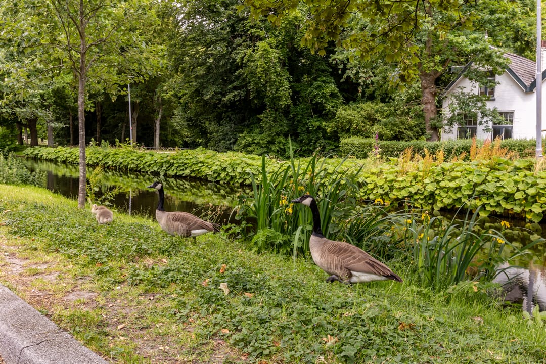 Photo 41 of Erasmussingel 26