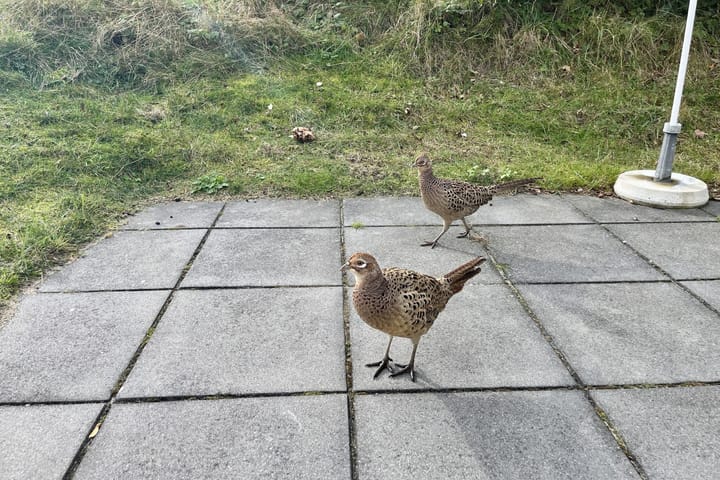 Foto 23 van Krimweg 538-H206