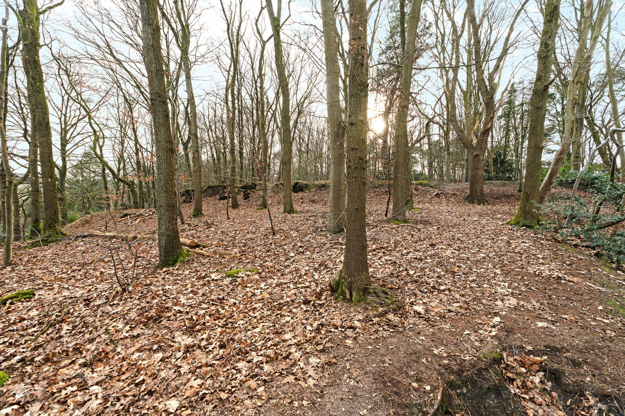 Photo 30 of Oude Bosweg