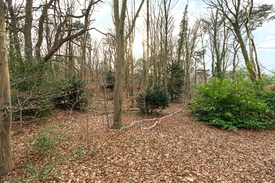 Photo 32 of Oude Bosweg