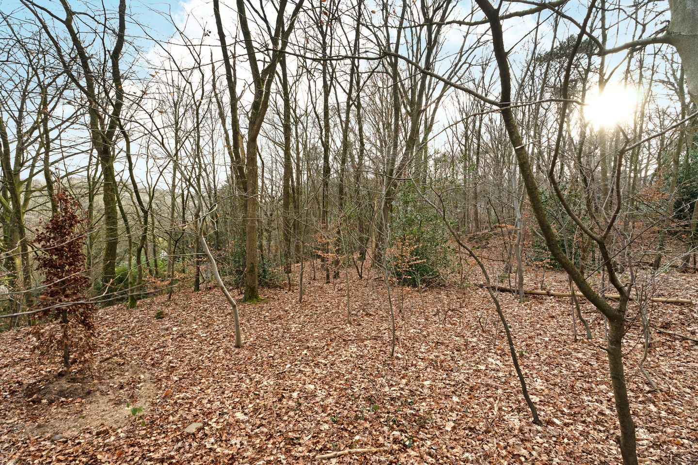 Photo 34 of Oude Bosweg