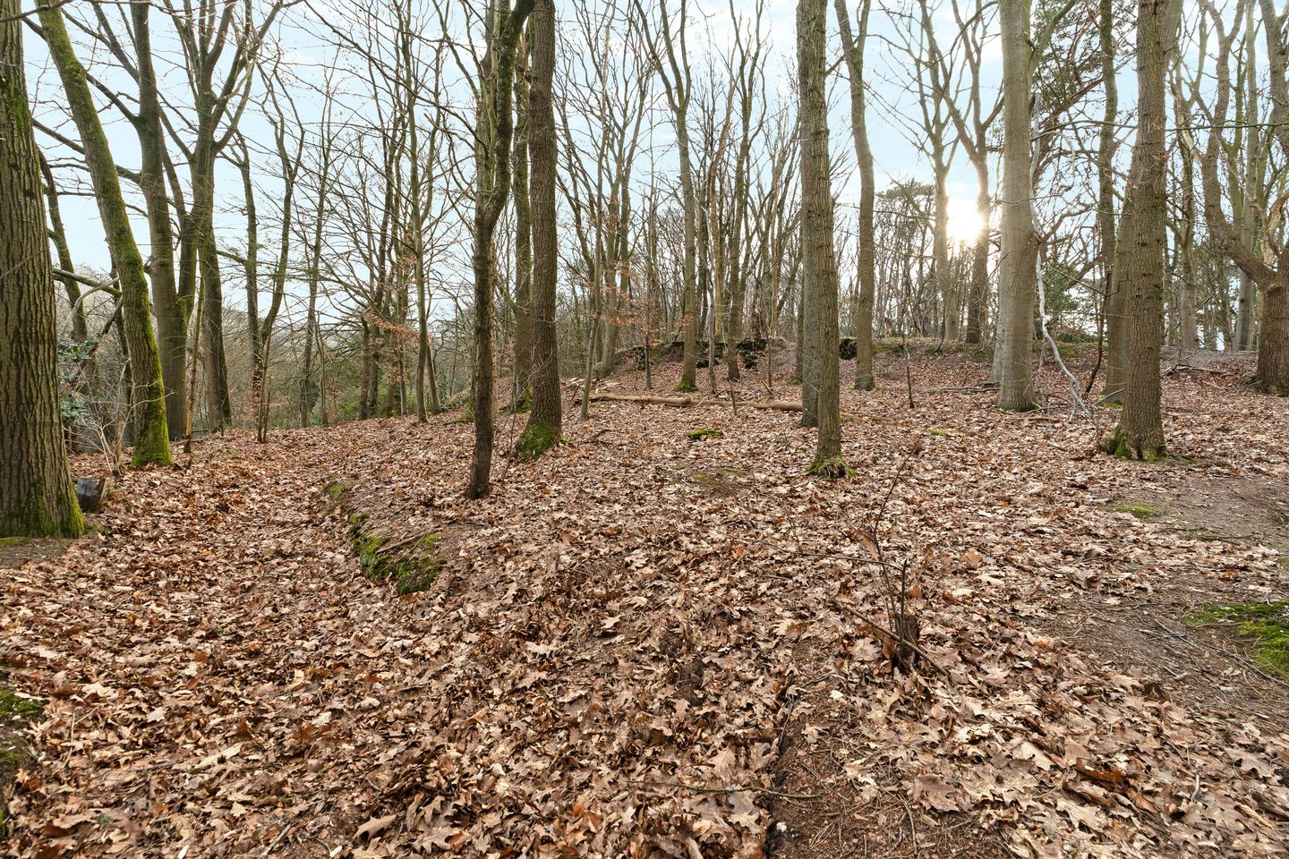 Photo 35 of Oude Bosweg