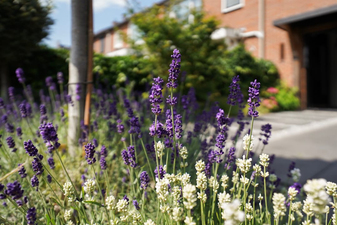 Foto 43 van Jac Catsstraat 26