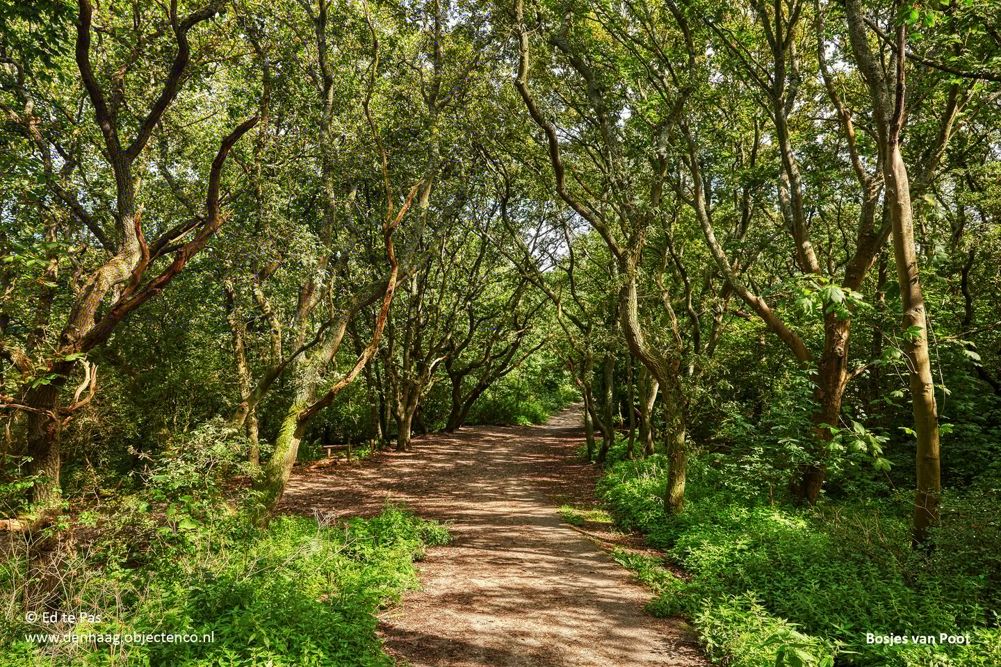 Foto 44 van Segbroeklaan 412-E