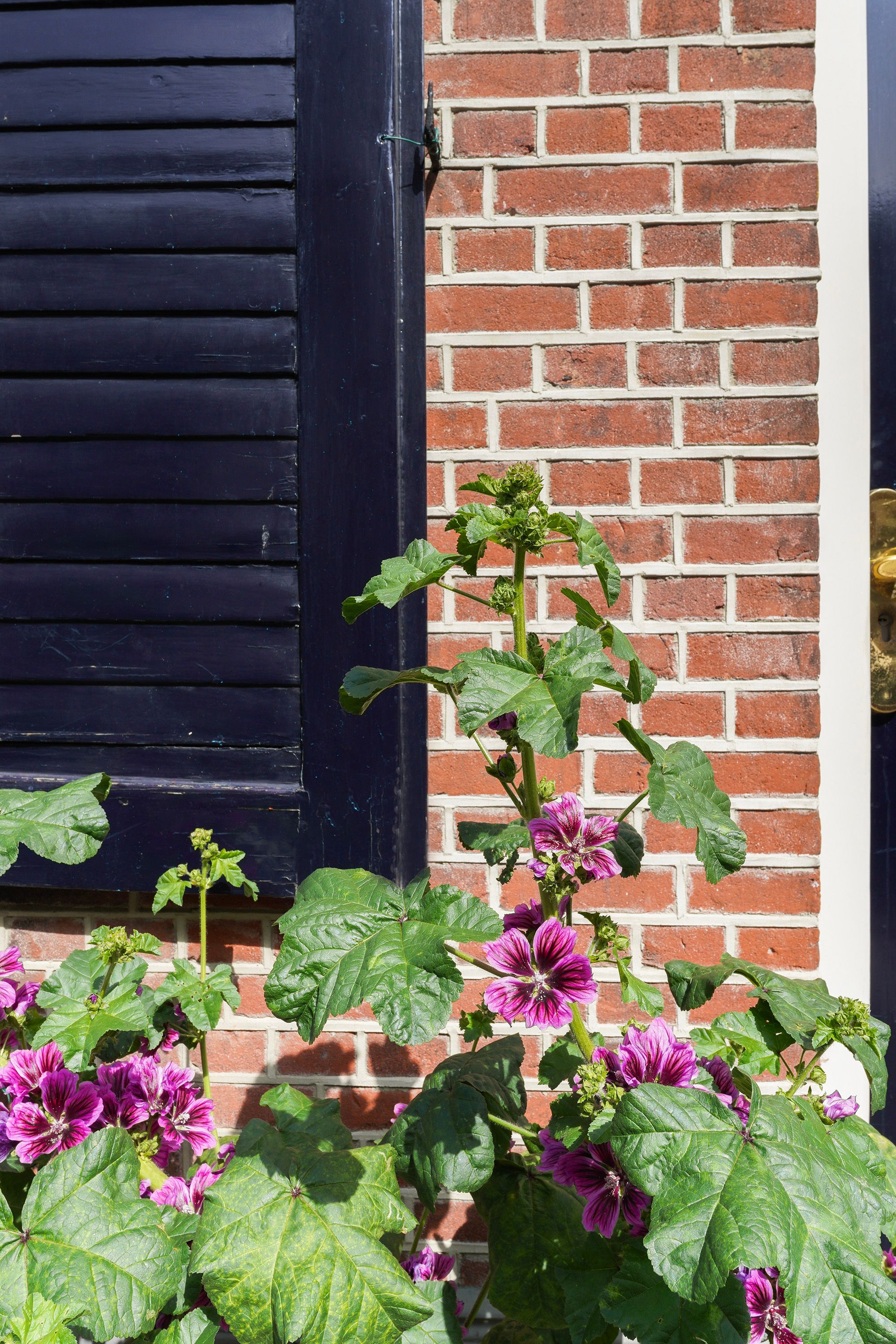 Foto 51 van Kloosterstraat 55