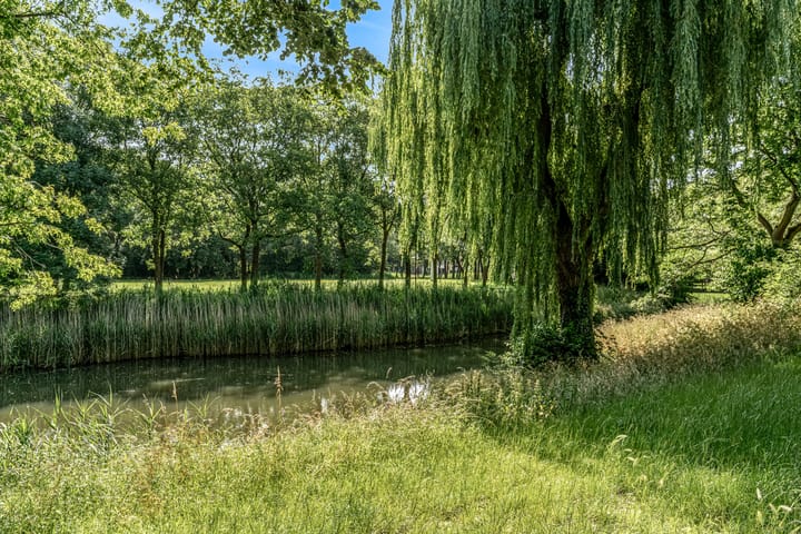 Foto 30 van Goudfazant 34