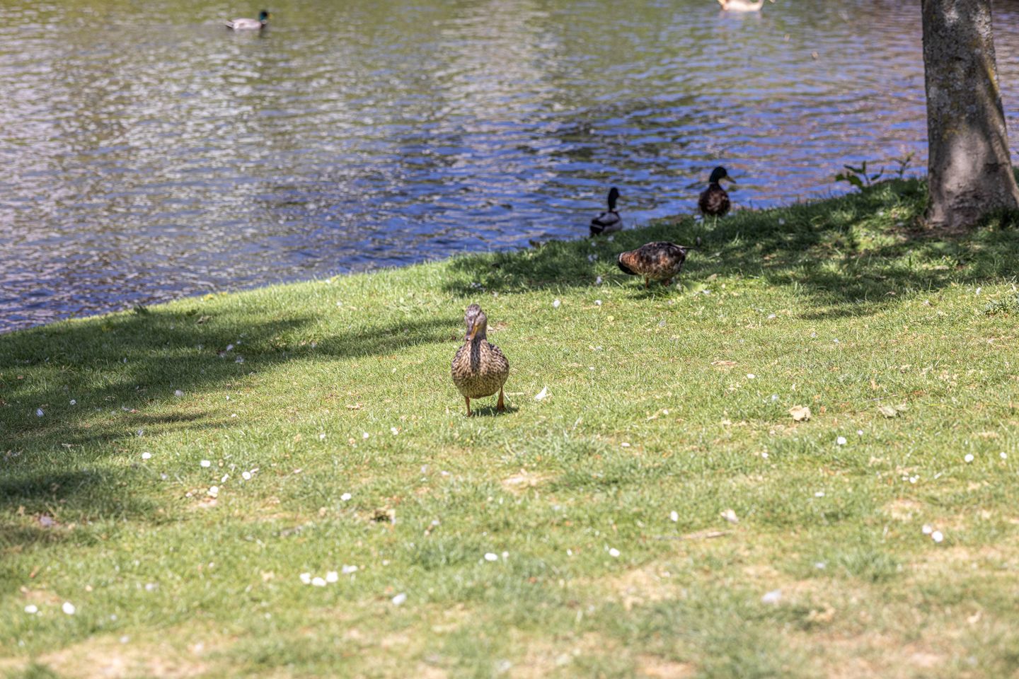 Foto 25 van Boergoensevliet 2-A