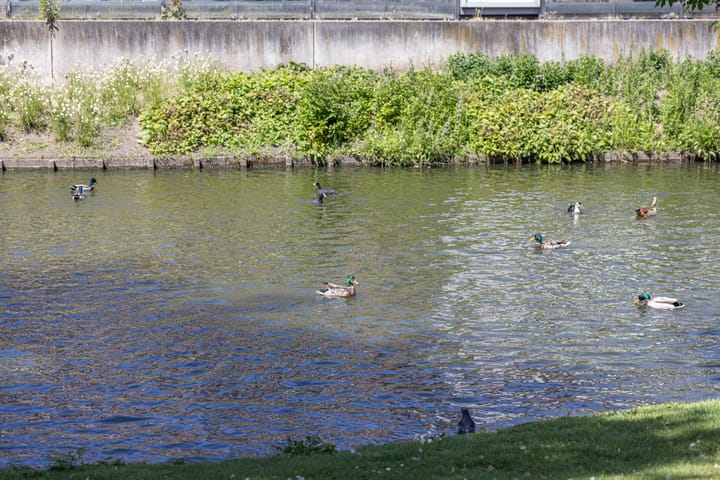 Foto 29 van Boergoensevliet 2-B