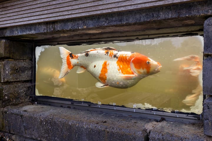 Foto 72 van Johan Kleinendreef 2