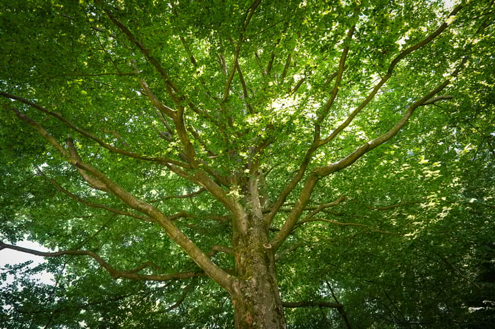 Foto 44 van Dennenlaan 3