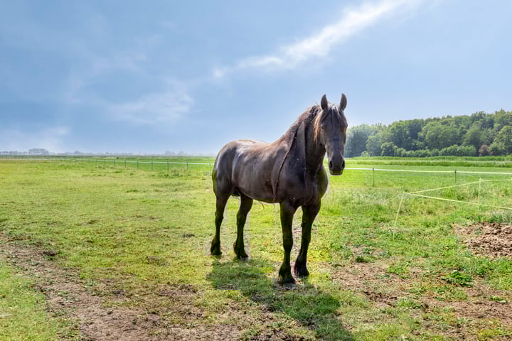 Foto 50 van Middelweg 5-A