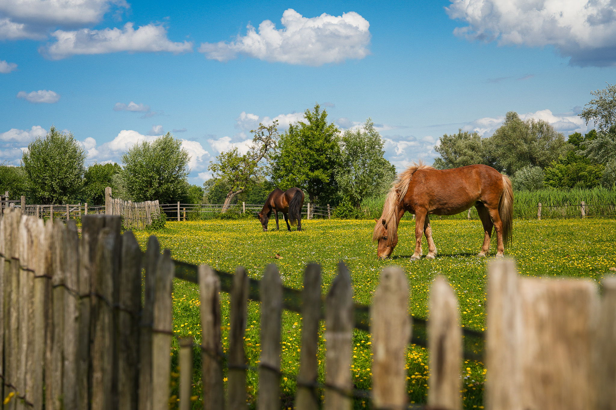 Photo 42 of Langbroekerdijk B 36