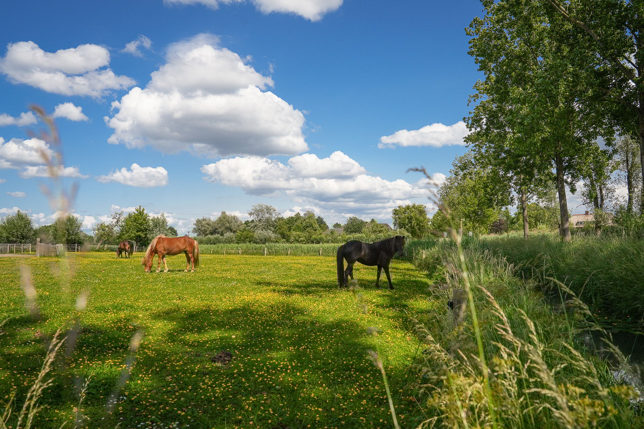 Photo 69 of Langbroekerdijk B 36