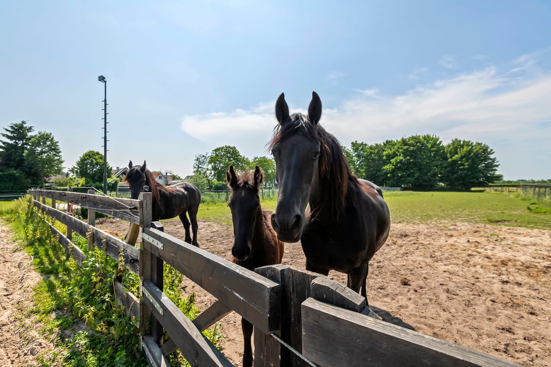 Foto 2 van Prinses Julianaweg 6