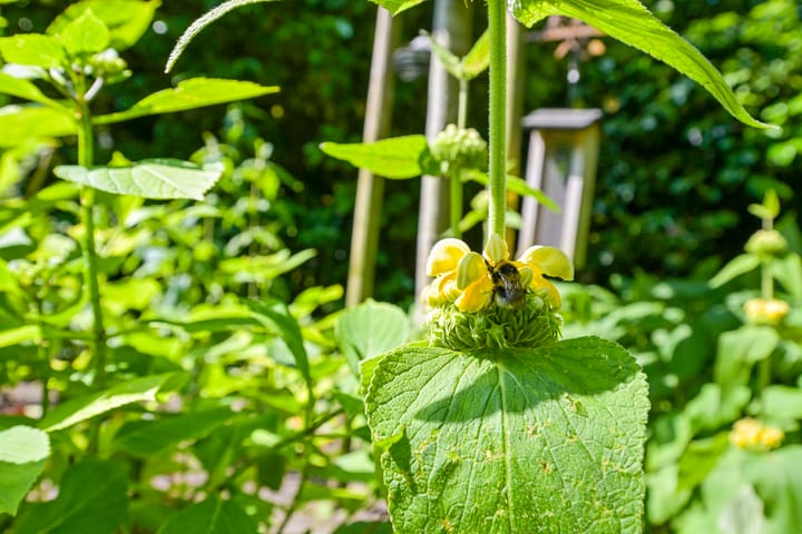 Foto 41 van Lijsterlaan 1