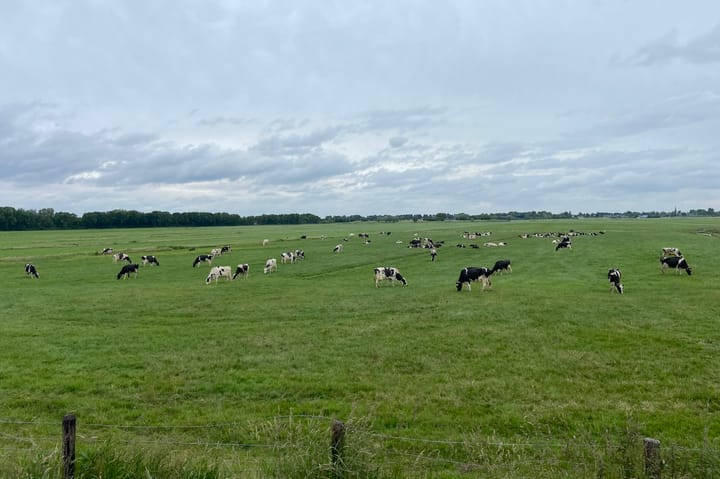 Foto 37 van Dotterbloem 13