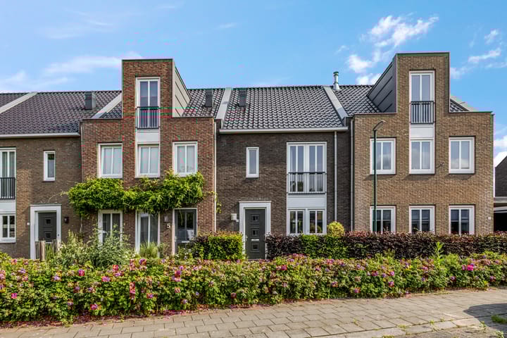 Foto 7 van Knoopkruid 7