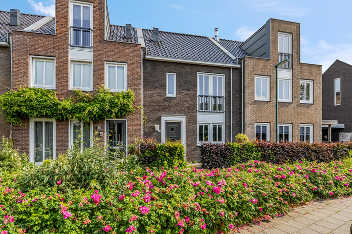 Foto 6 van Knoopkruid 7