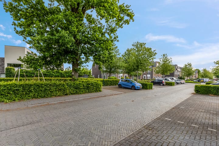 Foto 8 van Knoopkruid 7