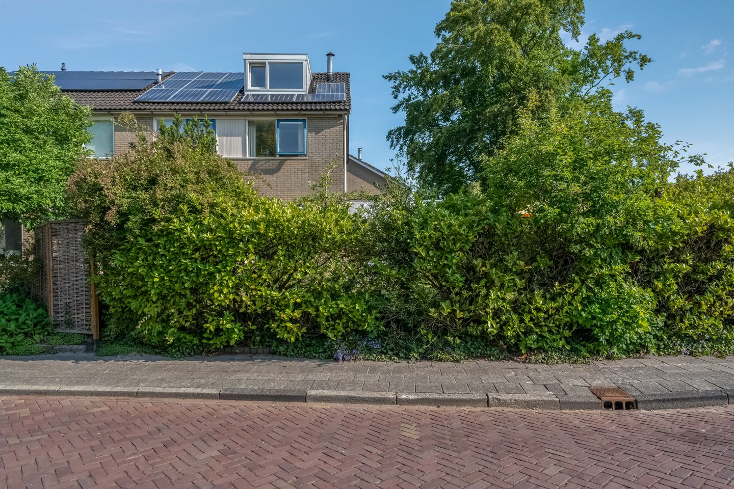 Foto 50 van Klimop 1