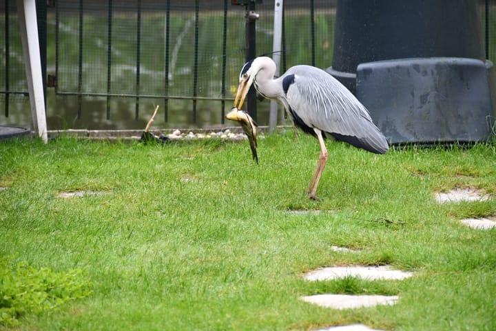 Foto 43 van Oudedijkse Schiekade 126