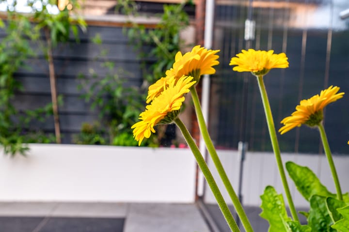 Photo 4 of Ds. Wisseweg 19