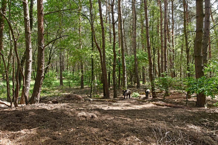 Foto 12 van Kootwijkerdijk 22