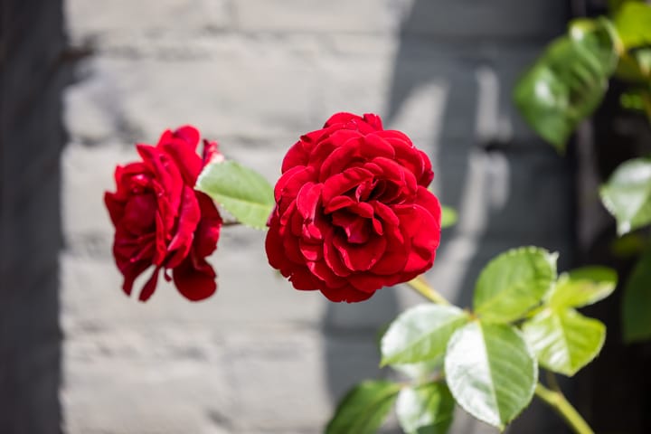 Foto 62 van Fortmonderweg 29