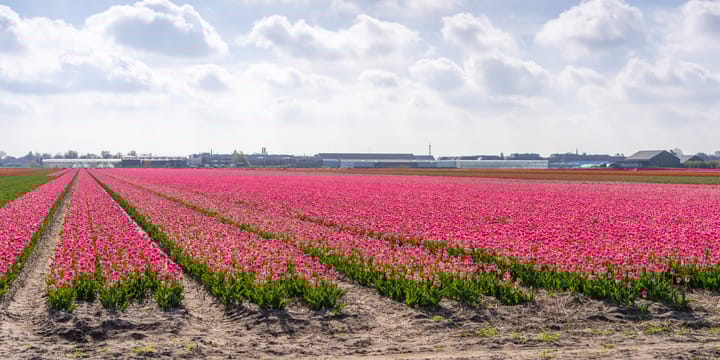 Foto 64 van Zilkerduinweg 394-A