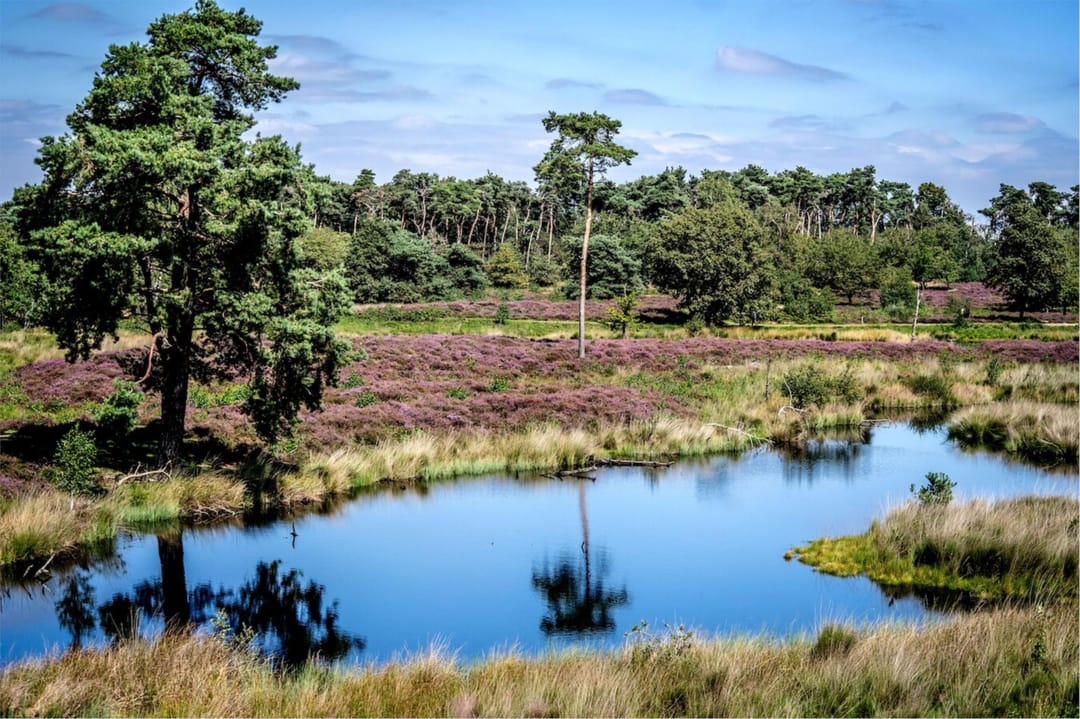 Foto 46 van Weezenhof 6209