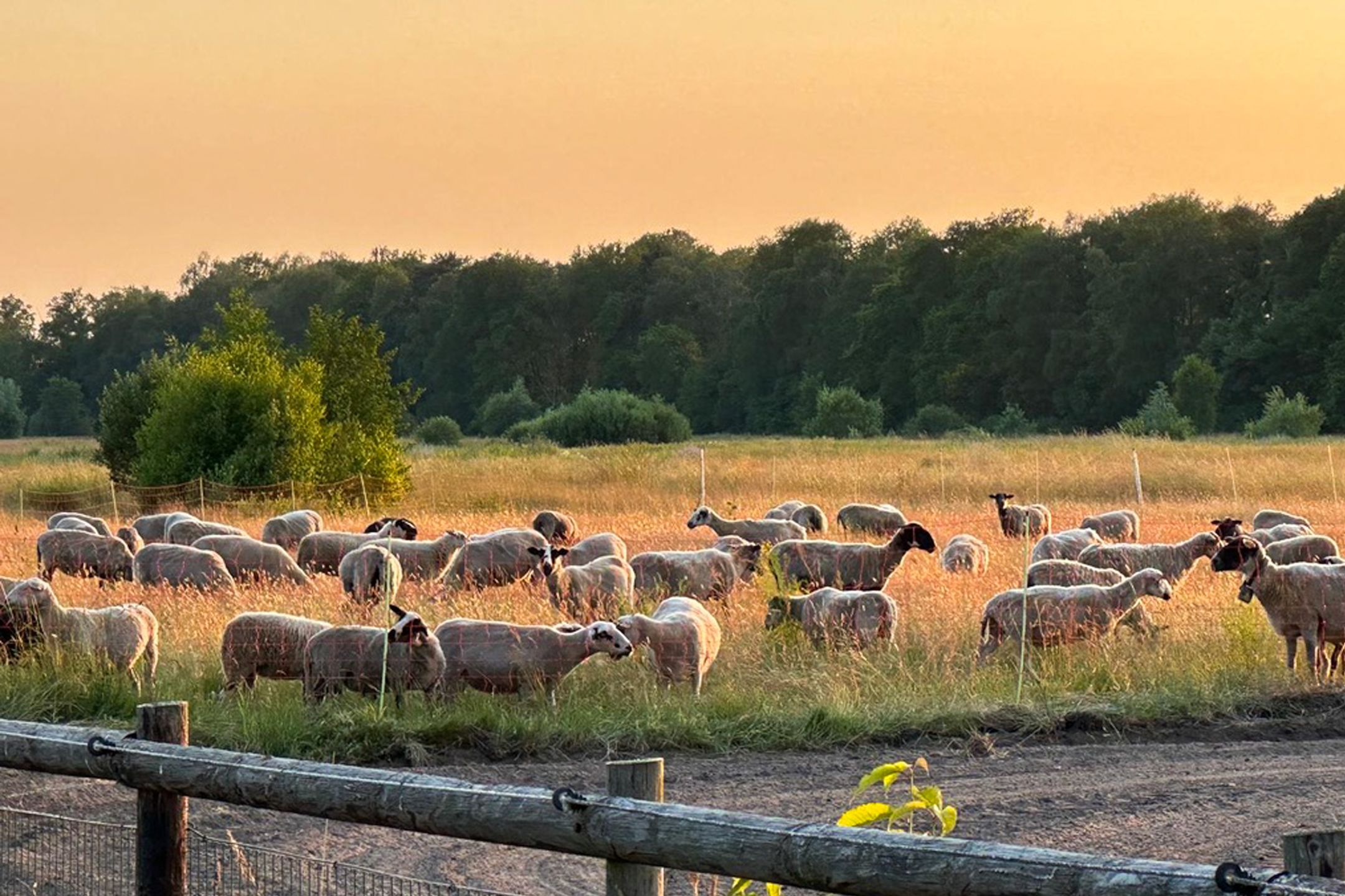 Foto 87 van Hallsedijk 29