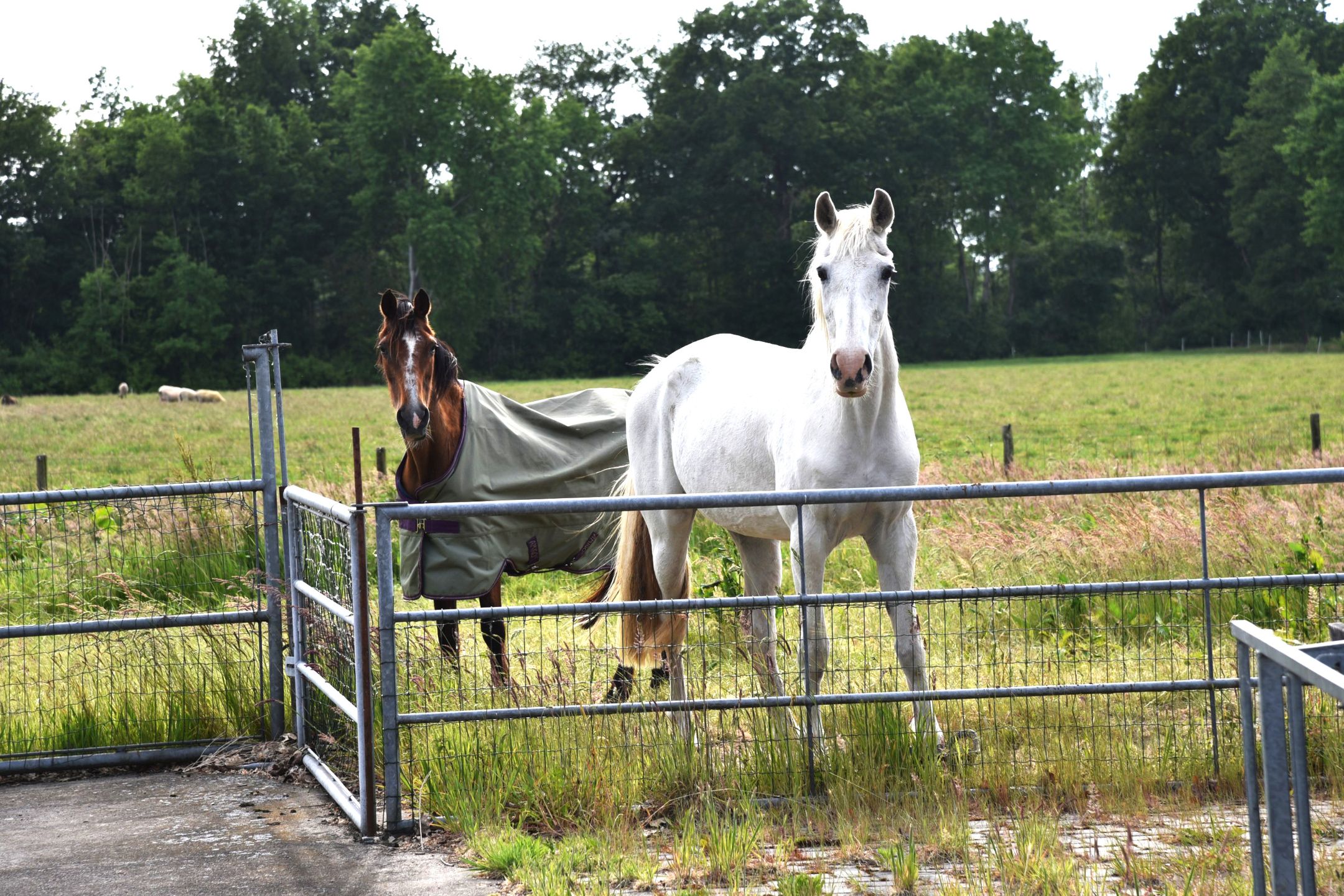 Foto 105 van Sangeldijk 14