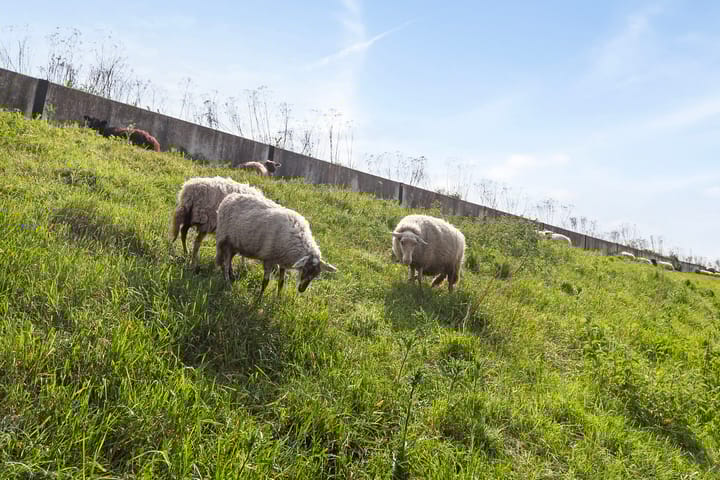 Photo 39 of Boterbloemdreef 5