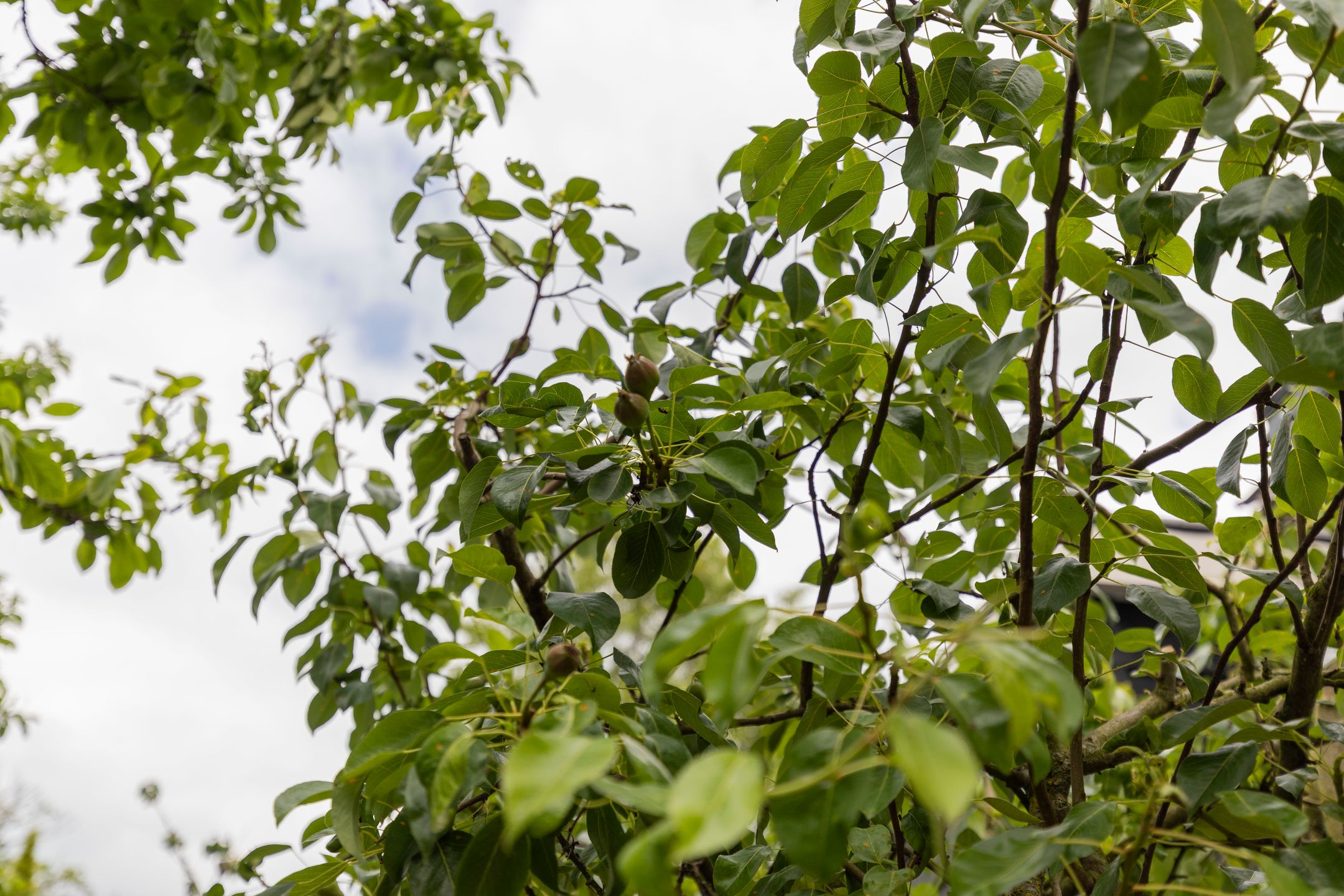 Foto 51 van Westeind 144